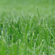 field of green grass in the garden