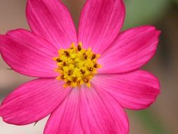 fuscia flower