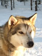 finland dog winter portrait