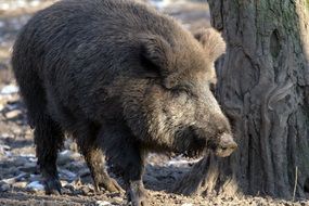 forest boar in the winter