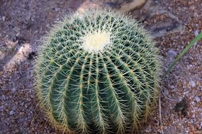 golden barrel cactus with thorns