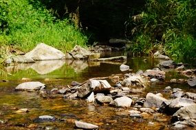 beautiful and delightful forest river