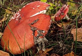 Toadstool mushroom in autumn