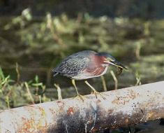 heron in the wild