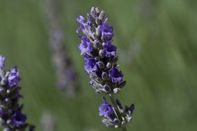 lavender flowers close up