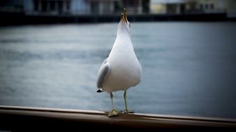 seagull gull water bird portrait