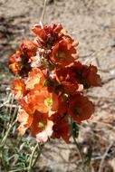 orange flowers with green leaves in the desert