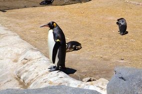 penguins on the rocks on a sunny day
