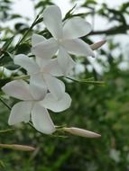 jasmine flowers in nature