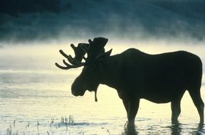 silhouette of moose bull wading through water