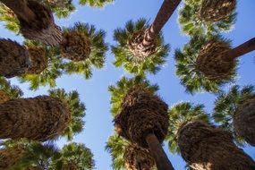 bottom view of palm trees