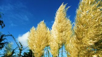 ornamental grass decorative