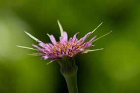 beautiful wild wild flower close