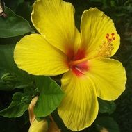 yellow hibiscus flower close up