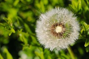 closeup of dandelion seeds