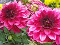 bouquet of summer pink dahlia close-up