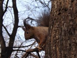 squirrel as an inhabitant of the forest
