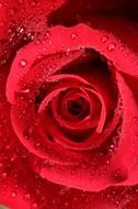 Macro photo of red rose