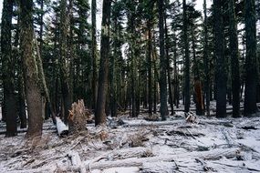 dark coniferous forest at winter