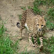 cheetah on a green grass trail