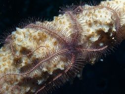 starfish on coral