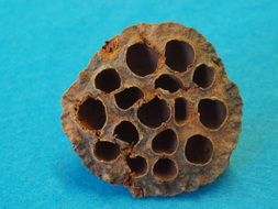 Dried Lotus on a blue background