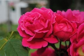 closeup picture of the pink roses