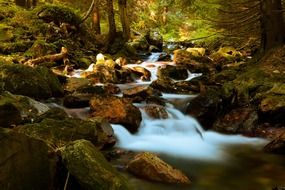 Cascading stream of water in the forest