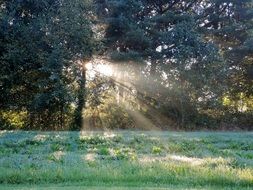 sun rays through the trees on a green meadow