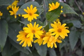 Yellow wildflowers in summer