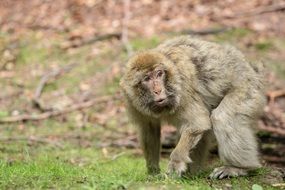 Macaca sylvanus or barbary ape