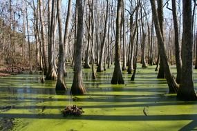 dangerous swamp in Mississippi