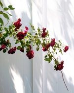 red roses bush on white fence