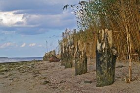 summer empty sandy beach, baltic sea