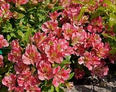 flowering plant in Wales National Botanical Garden