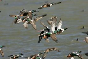 photo of a flock of multi-colored ducks is flying over the lake