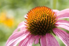 breathtaking coneflower echinacea flower