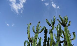 sky clouds cactus