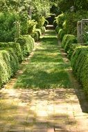 beautiful green alley in the garden
