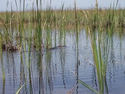 green reed by the lake, everglades