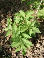 green bush of the tomatoes on the ground