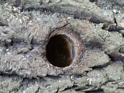 woodpecker cave