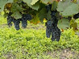 Bunch of black grapes in autumn