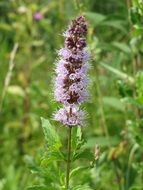 mint flower on a green plant