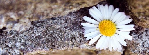 white daisy on stone