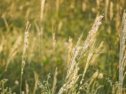 dry grass on a green meadow