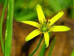 star gold flower