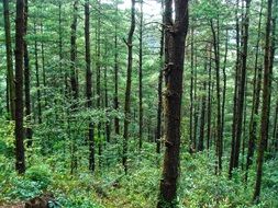 dense green forest after rain
