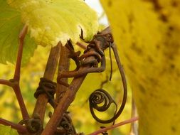 yellow leaves and dry grape branches