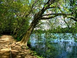 Beautiful And Colorful Landscape With The Trees On The Coast Of The Water